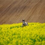 Obecne działania SEO w świetle przekształceń mających miejsce w systemie Google i sieciach społecznościowych